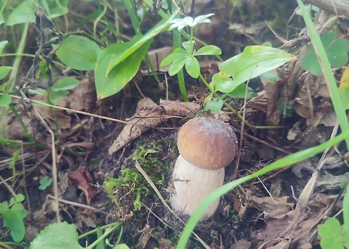 Na Skarpie Nr 2 łutynowo Dom wakacyjny